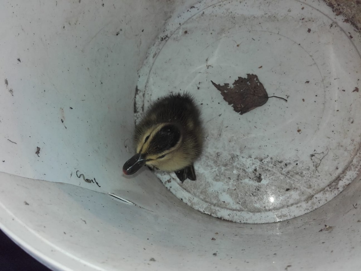 FW-DO: 25.06.2019 - Tierrettung in Wellinghofen
Entenfamilie wieder zusammengeführt