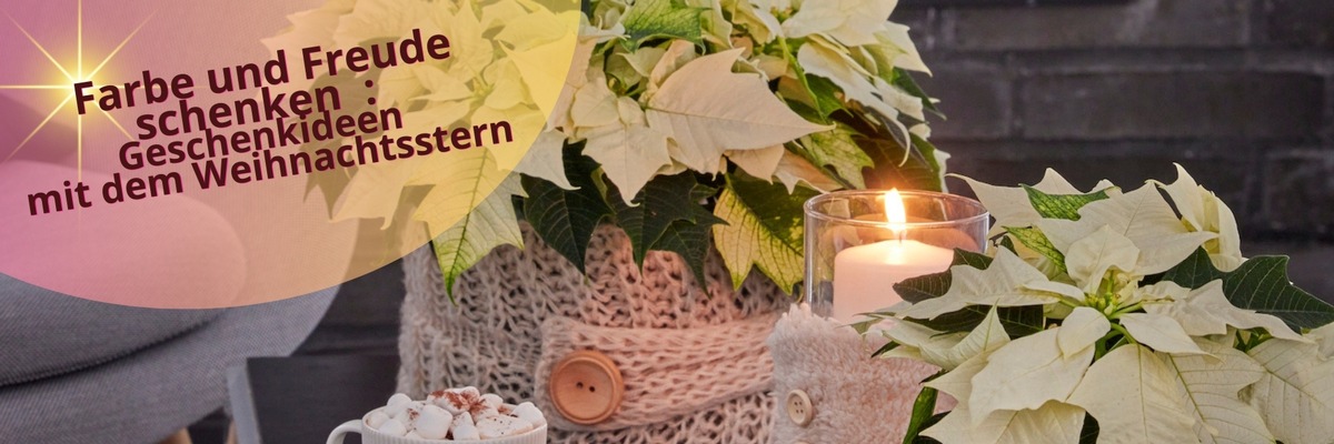 Farbe und Freude schenken im Herbst und Winter: Abwechslungsreiche Geschenkideen mit Weihnachtssternen