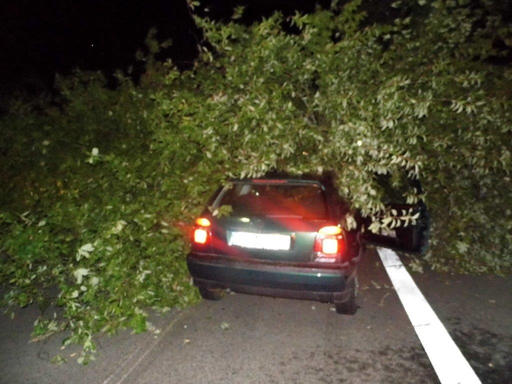 POL-PPWP: In umgestürzten Baum gekracht