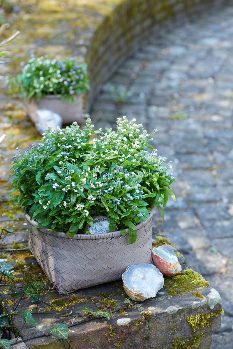 Kreativer Wintergarten mit Stechpalmen, Vergissmeinnicht und Traubenhyazinthen / Drei DIYs für Winterwonne im Garten