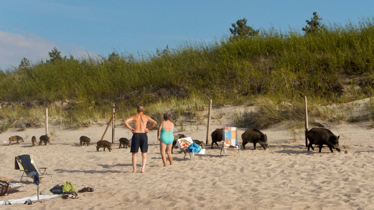 Schwarzkittelalarm: &quot;ZDF.reportage&quot; auf der Spur der Schweine (FOTO)