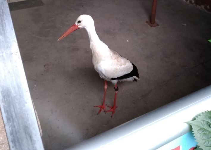 POL-PDLD: Böbingen - Verletzter Storch