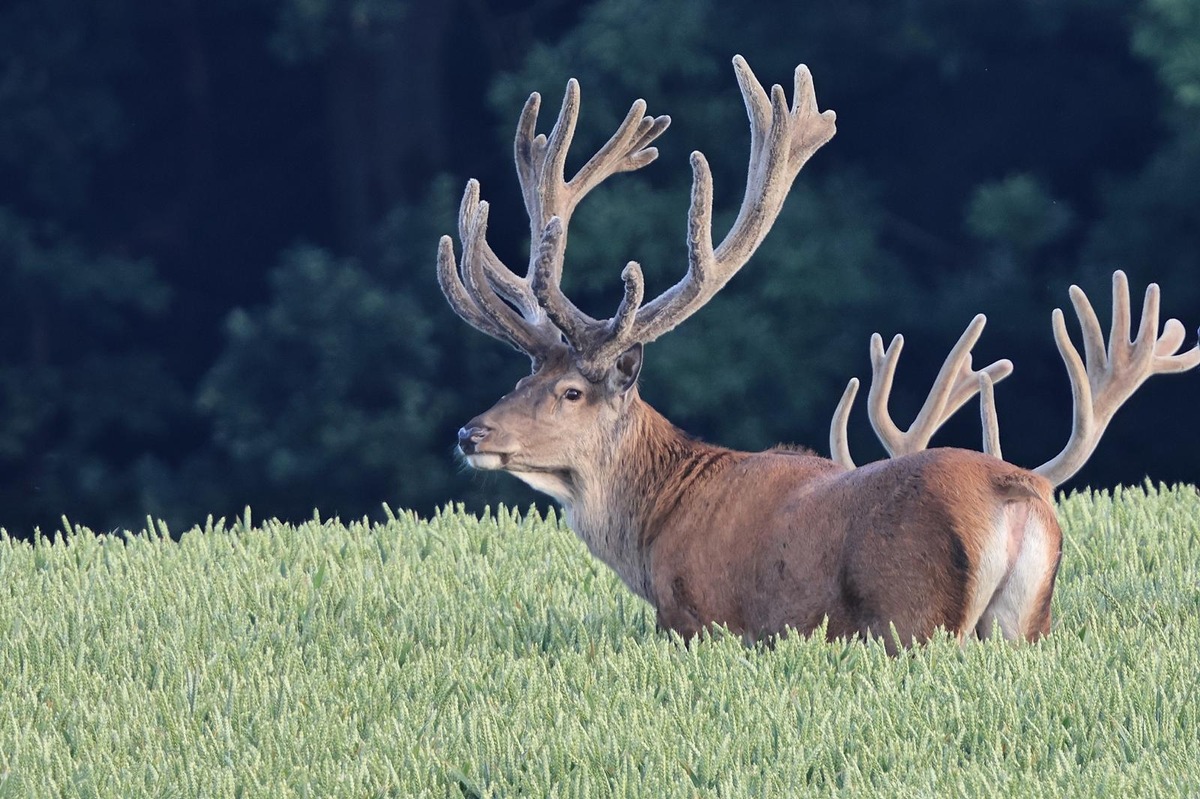 🦌 Sensation: Rothirsch-Wanderung in Schleswig-Holstein erstmals mit GPS-Sender erfasst