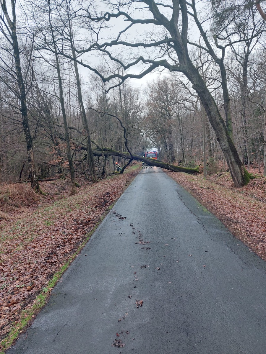 FW Hünxe: Baum auf Fahrbahn