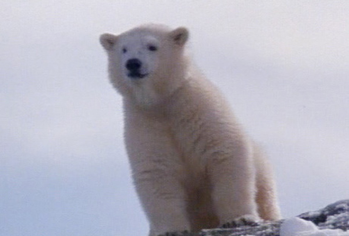 Eisbär &quot;Flocke&quot; in Lebensgefahr