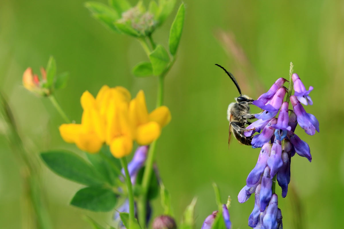 toom im Engagement für Biodiversität durch neue DINA-Studie bestärkt / Neue DINA-Studie zeigt: aktuell keine Erholung der Insekten-Biomassen feststellbar