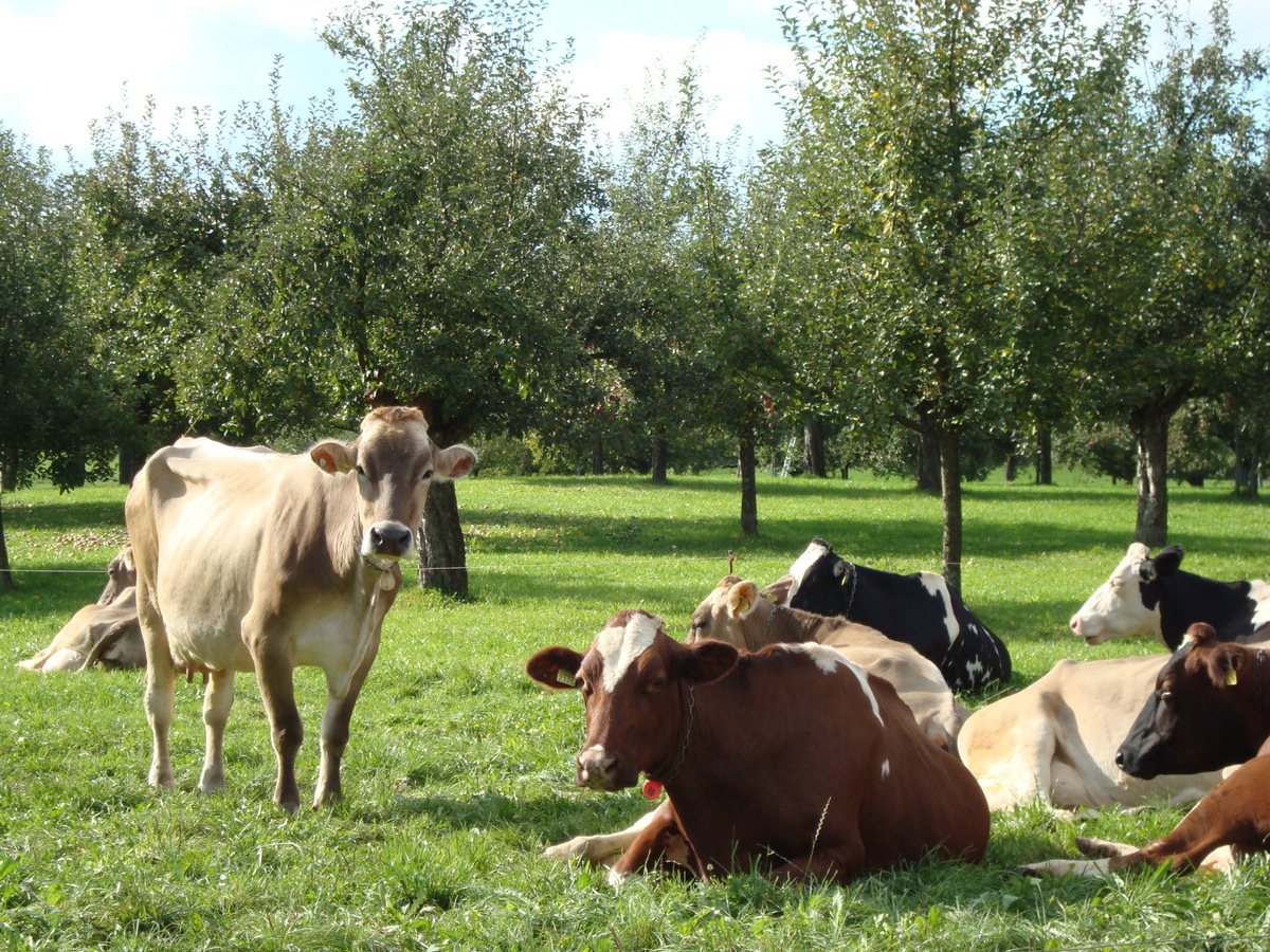 Migros et IP-Suisse lancent le lait des prés TerraSuisse