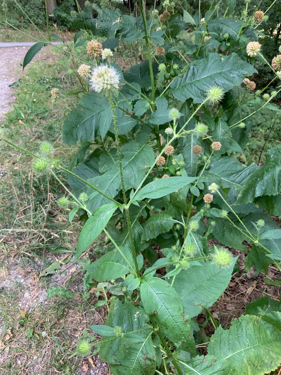 Wiederansiedlung gefährdeter Arten  - Botaniker der Uni Osnabrück legen Biodiversitätsfläche am Westerberg an