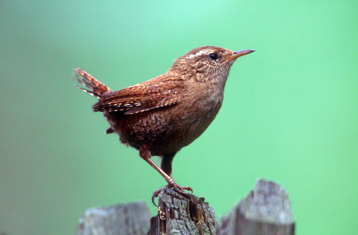 NABU kürt Zaunkönig zum &quot;Vogel des Jahres 2004&quot;