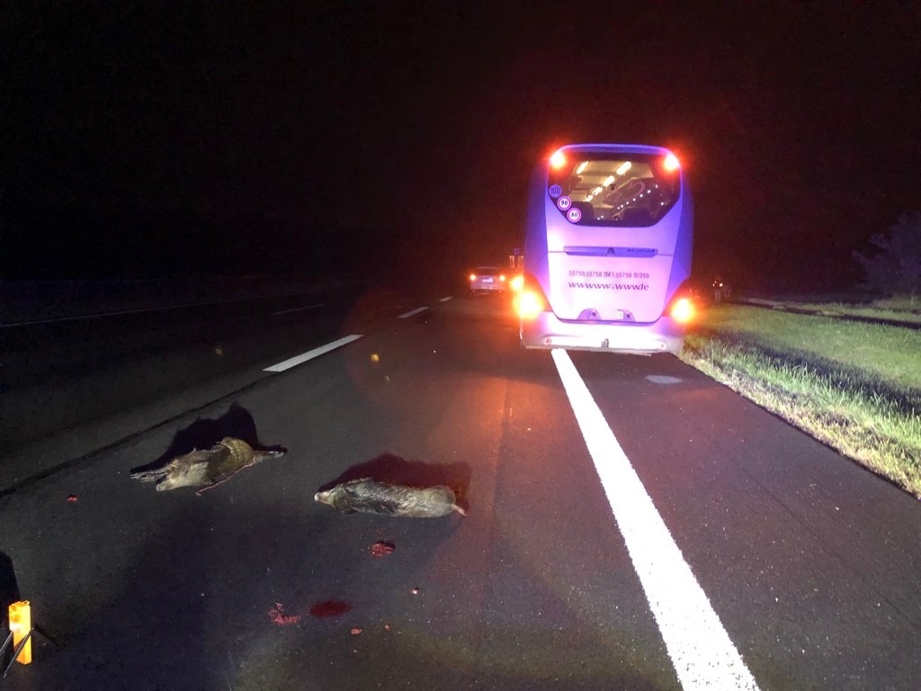 POL-VDMZ: Wildschweinunfall auf der A 60