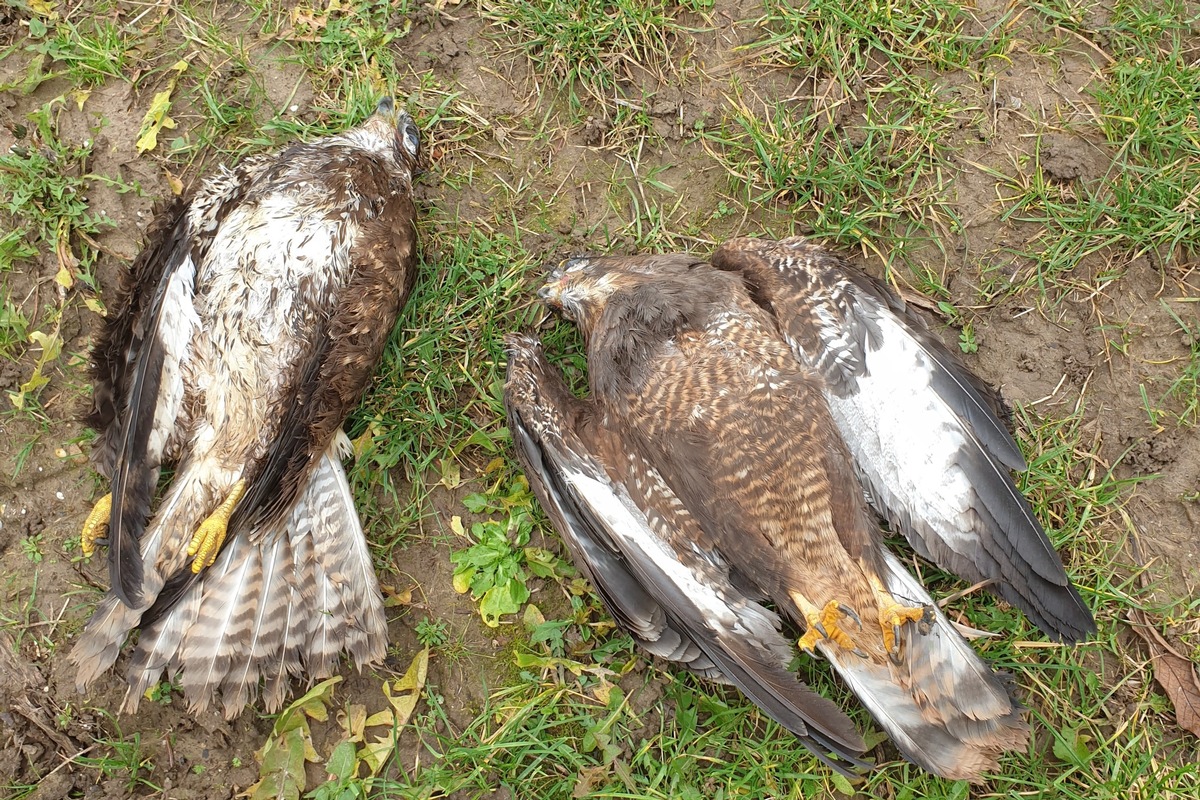 Greifvogel-Wilderei: Fälle illegaler Verfolgungen in Deutschland nehmen zu / 26 Landkreise in 9 Bundesländern betroffen