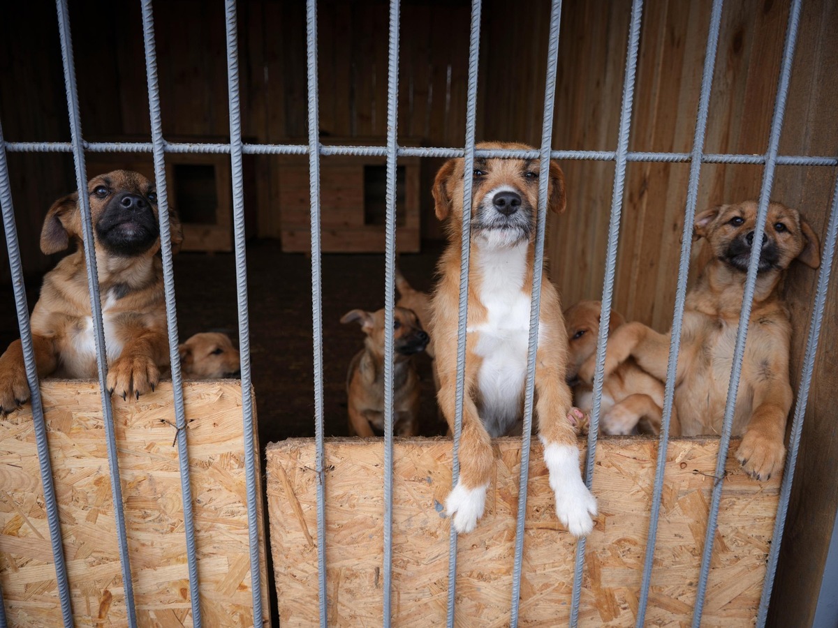 Ukraine: ​QUATRE PATTES traite et stérilise 140 chats et chiens dans l’un des plus grands refuges pour animaux de la région de Kiev