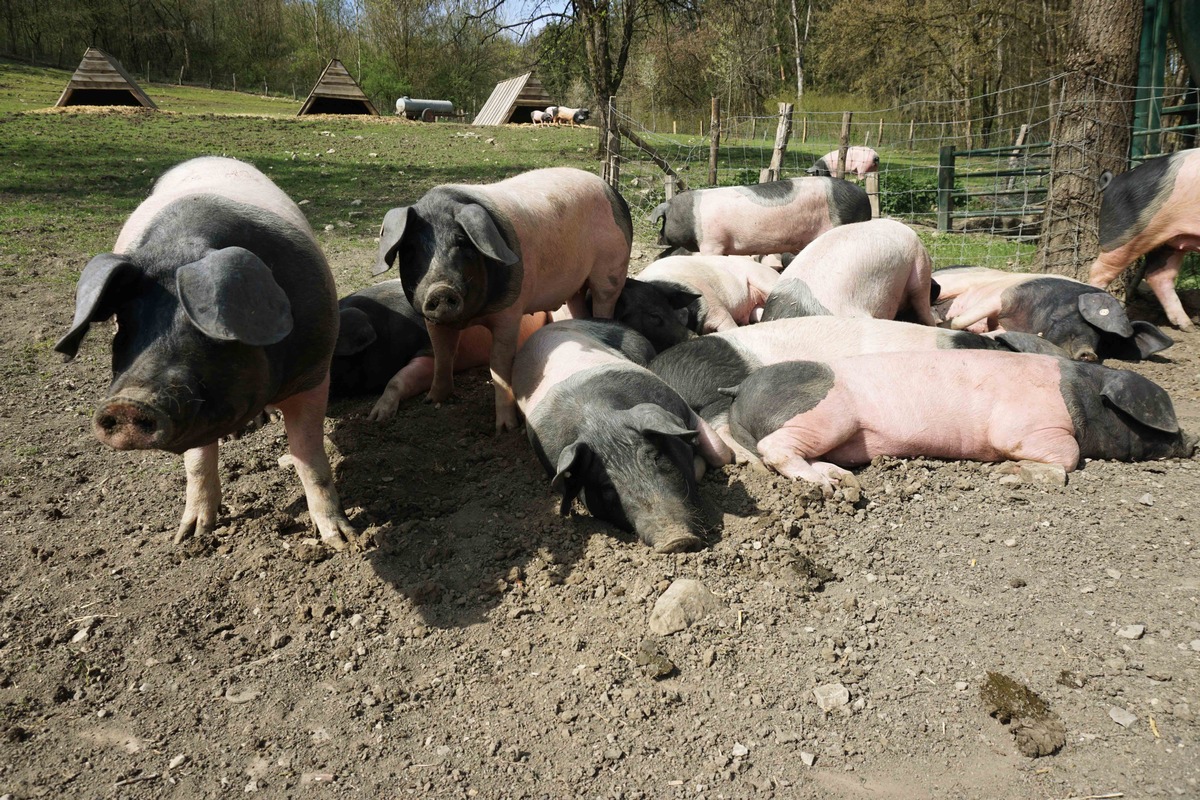 Tierwohl-Pioniere bei &quot;planet e.&quot; im ZDF