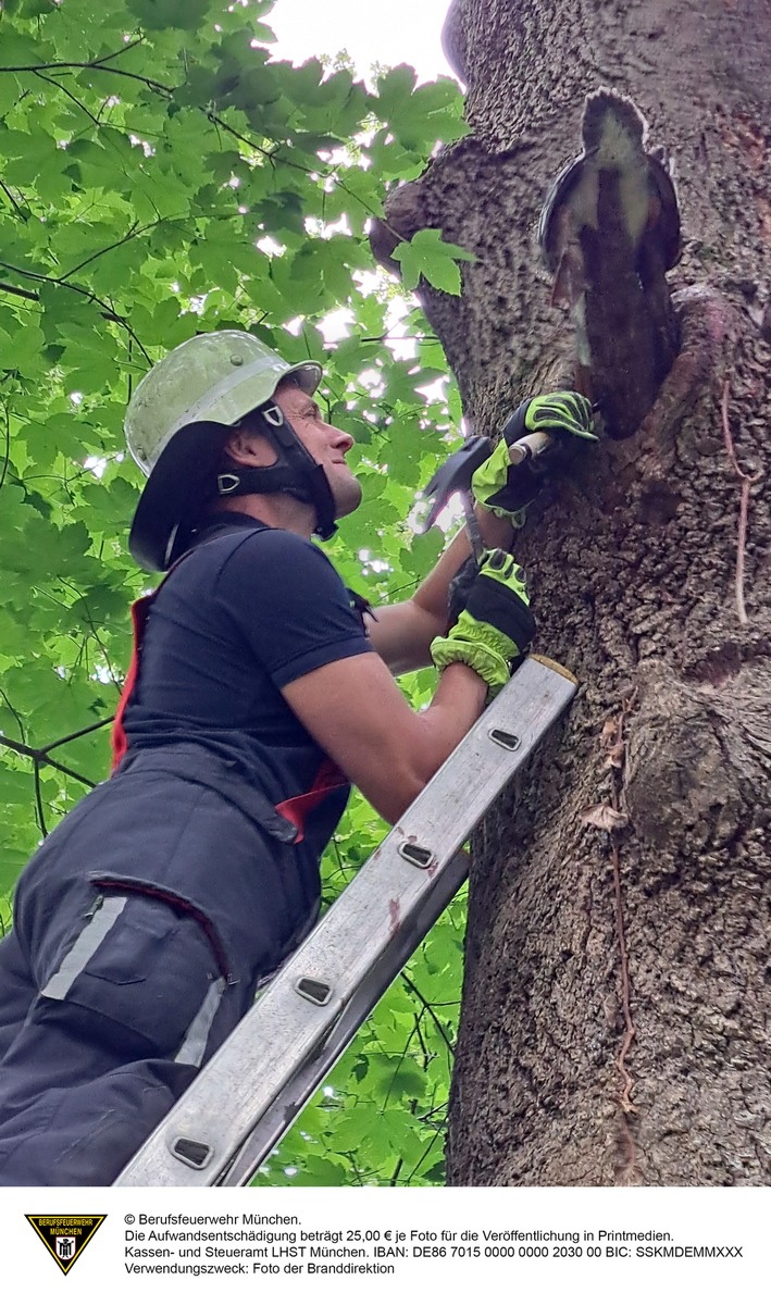 FW-M: Gänsesäger steckt fest (Englischer Garten)