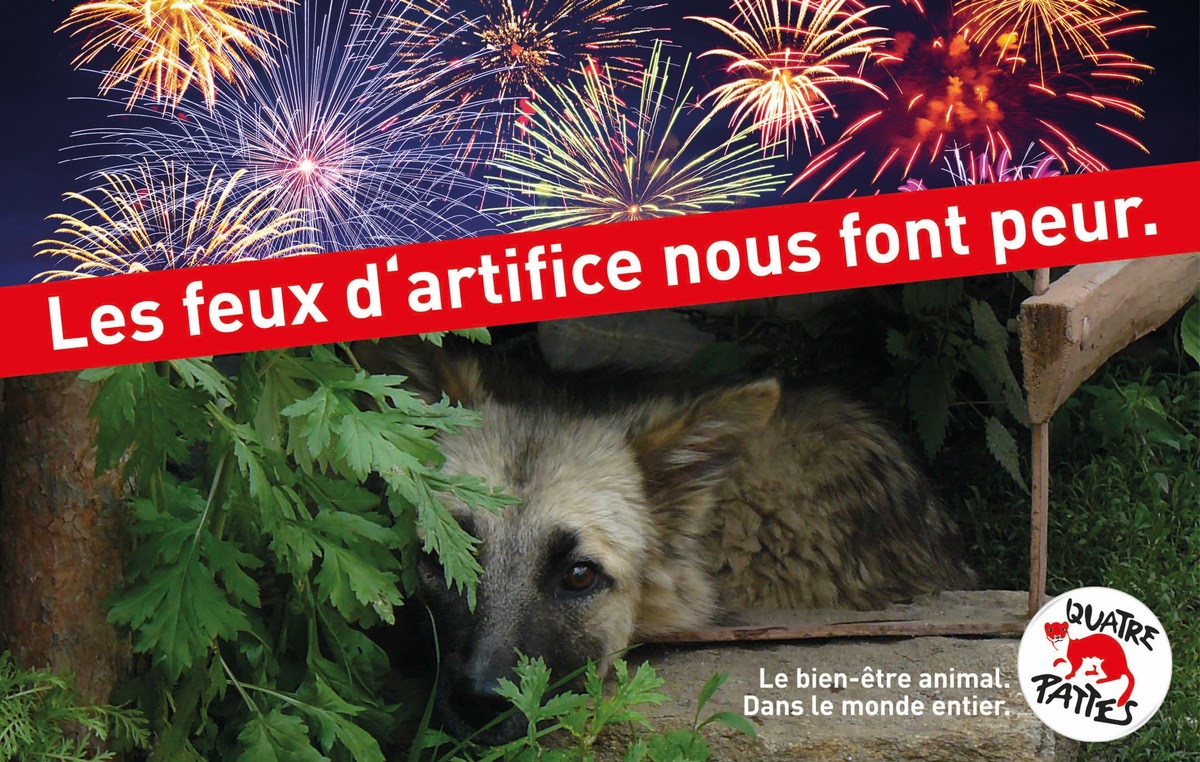 La fête nationale est source de stress pour les animaux