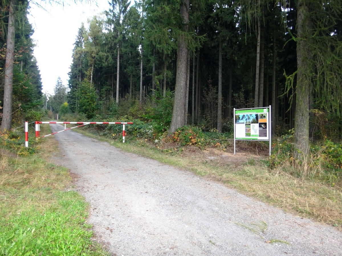 DBU: Hartmannsdorfer Forst: Risiken abseits der Wege