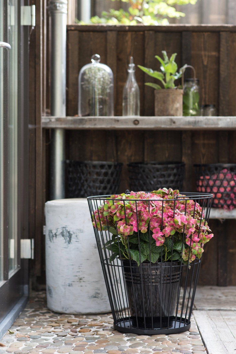 Farbexplosion auf Balkon und Terrasse / Gartenhortensien begrüßen die Outdoor-Saison