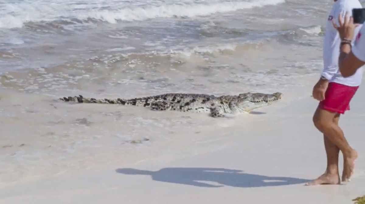 Krokodilalarm! Mario Basler und Sven Hannawald erleben Schreckmoment am Badestrand in Mexiko bei &quot;Mission: Job Unknown&quot;