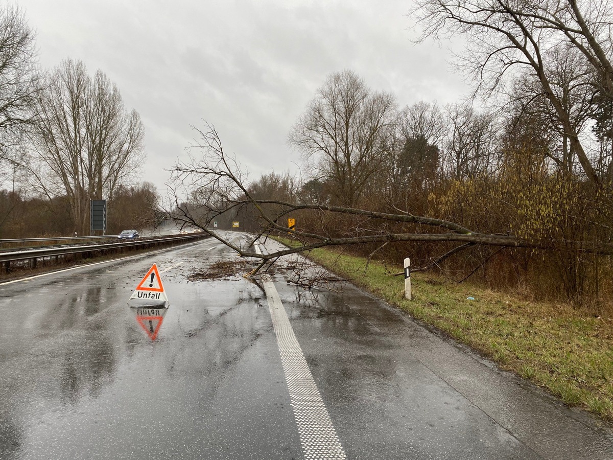 POL-PDLD: Germersheim - Umgestürzter Baum verursacht zwei Verkehrsunfälle auf der Bundesstraße 9