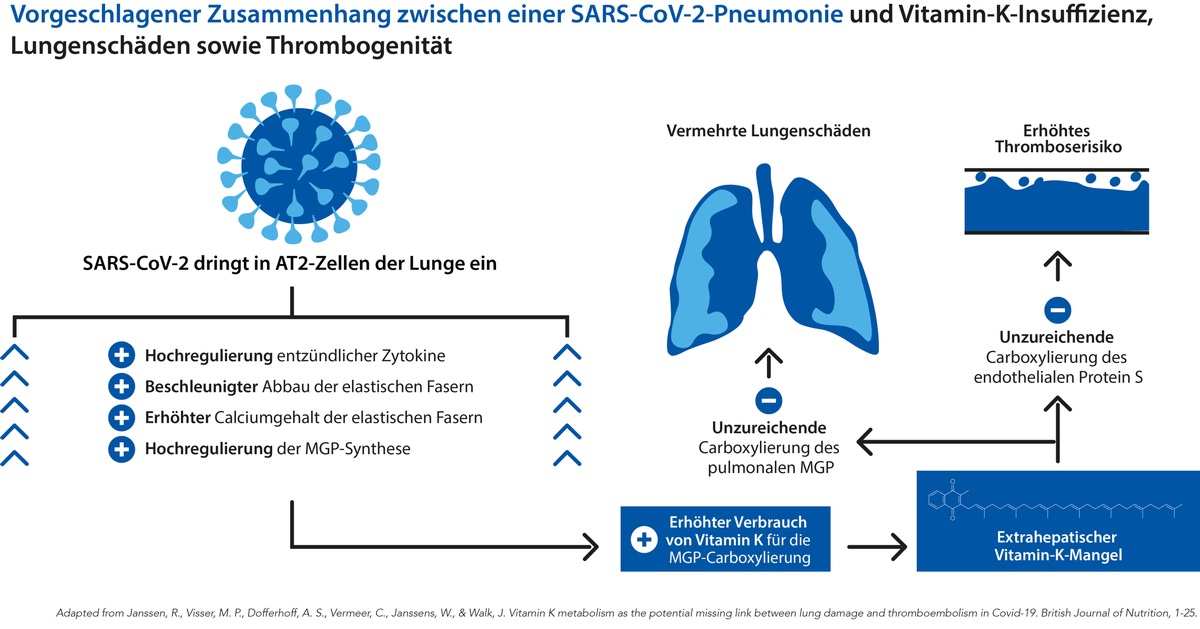 Vitamin K als vielseitiger Regulator der Blutgerinnung, Vitamin D als Immunmodulator