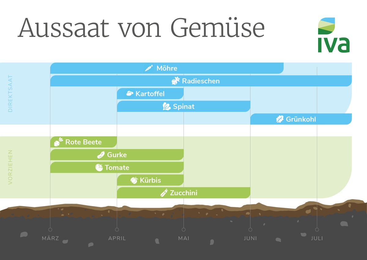 Direktsaat oder Vorziehen: Tipps für die ersten Schritte zum eigenen Gemüsegarten