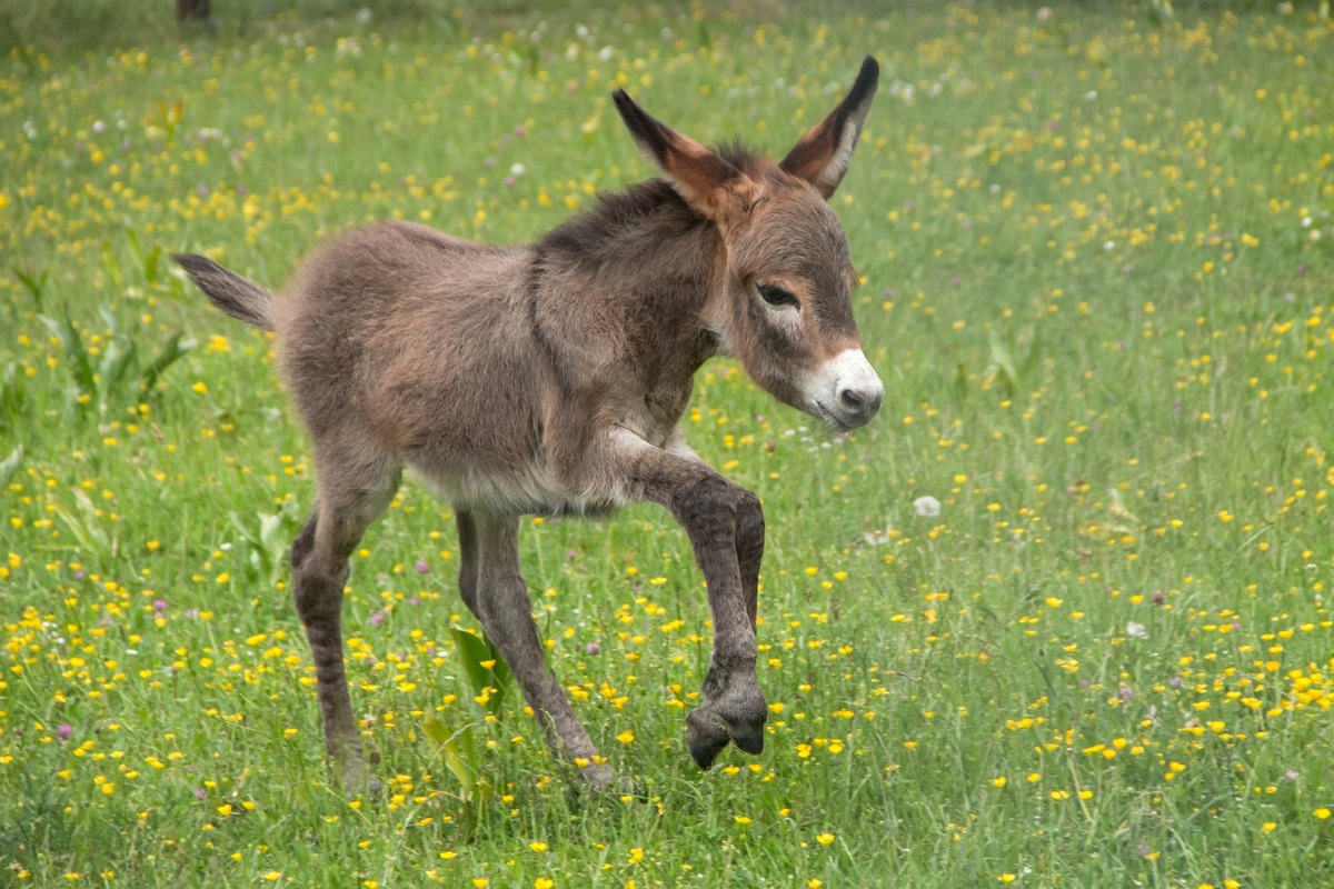 Kindersegen im Wildparadies Tripsdrill