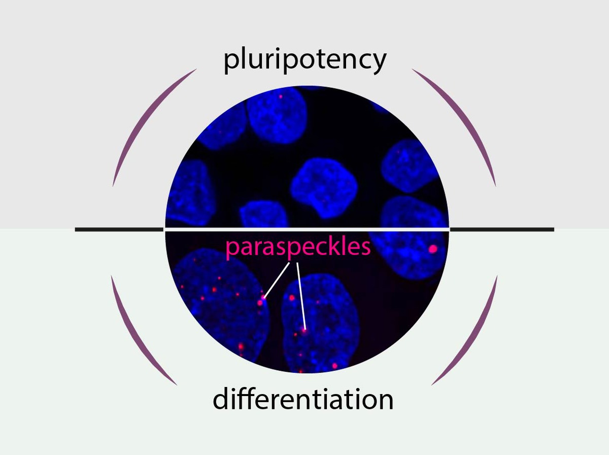 Pluripotenz oder Differenzierung - das ist hier die Frage