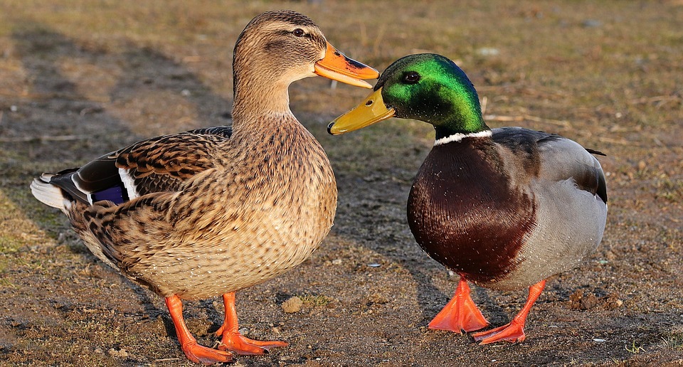 POL-PDLD: Wörth am Rhein - Enten entziehen sich Kontrolle