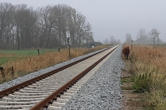 BPOL-FL: Tönning - Rind im Gleis verursacht Zugverspätung