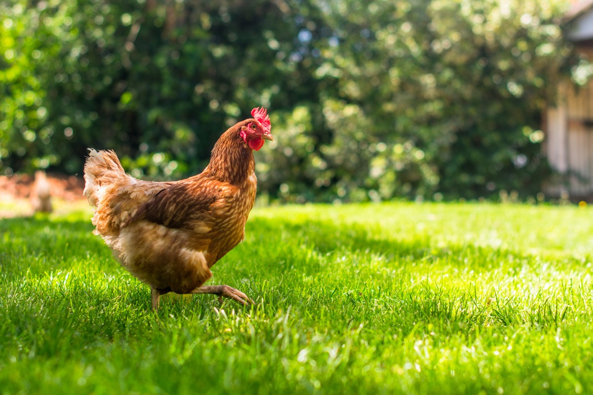 Lidl Suisse accroît ses exigences en matière d&#039;élevage / Plus de 80 % des oeufs suisses proviennent d&#039;élevages en plein air labellisés &quot; Terra Natura &quot;