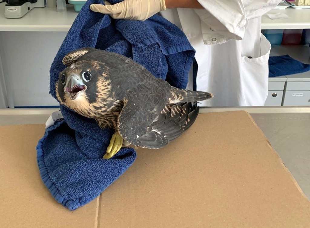 POL-LDK: Hilfe für verletzten Wanderfalken / mit gebrochenem Fuß in Tierklinik Gießen