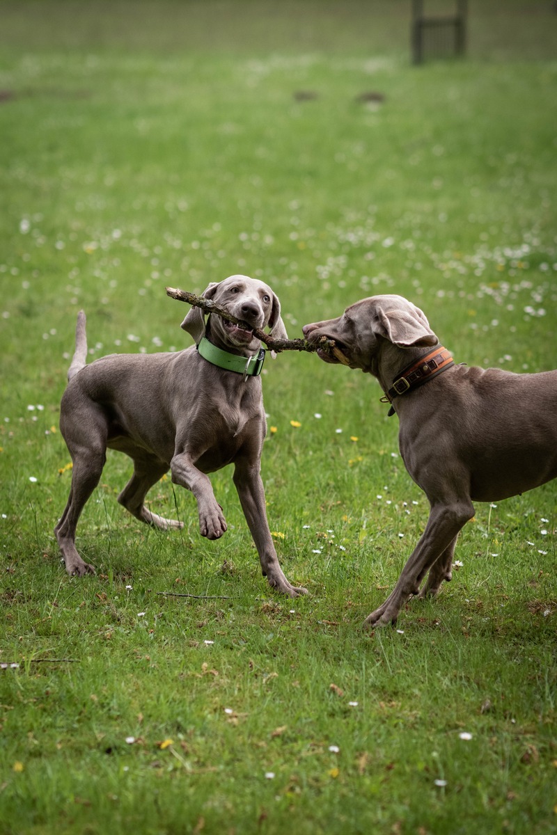 POL-SH-AFB: Die Weimaraner sind jetzt Geruchsdifferenzierungshunde