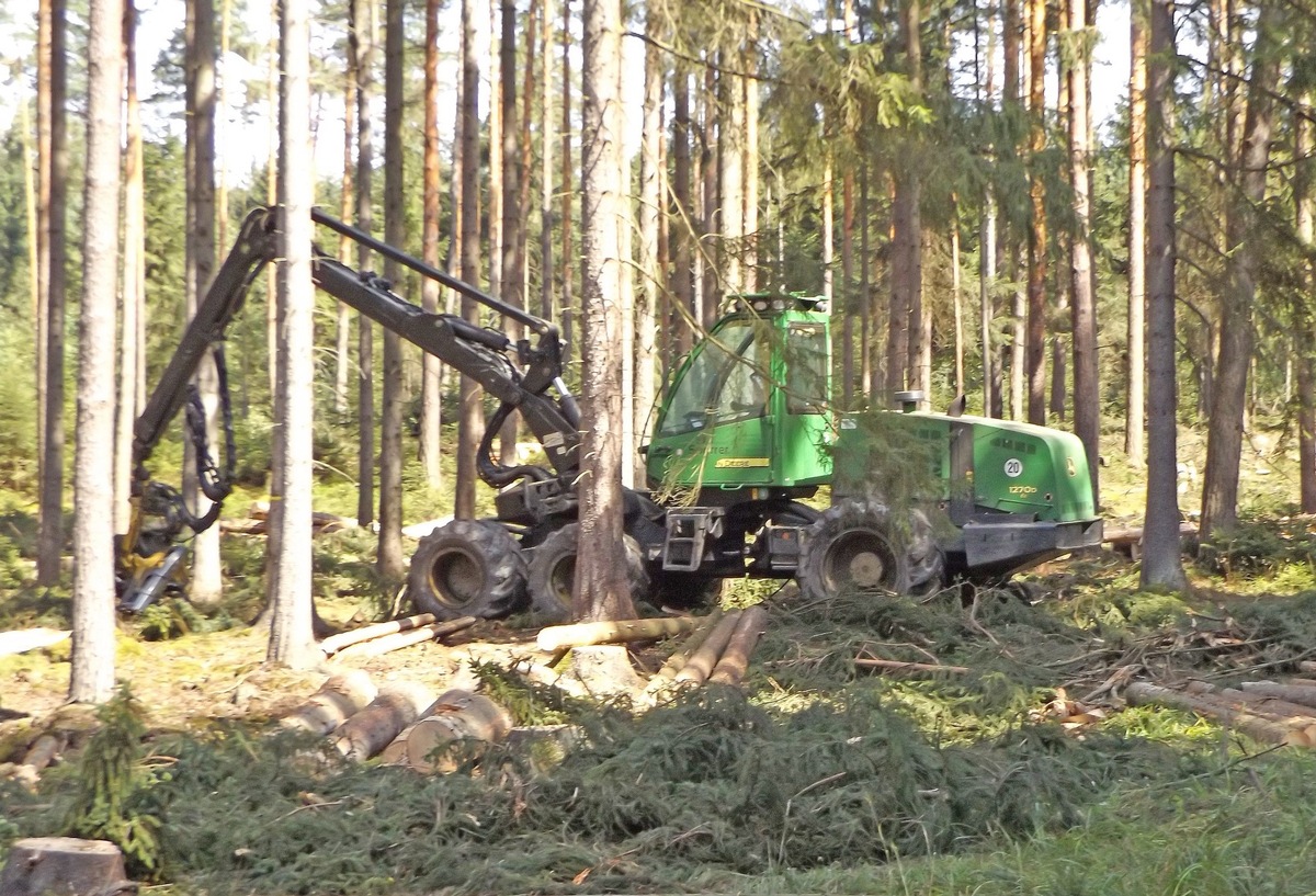 Borkenkäferplage auch auf DBU-Naturerbefläche Pöllwitzer Wald