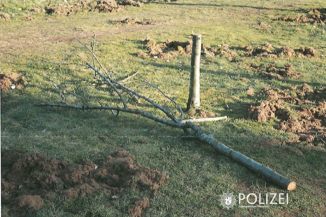 POL-PPWP: Wer hat den Baum gefällt?