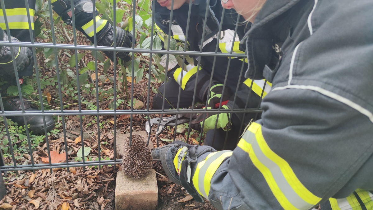 FW Celle: Igel steckt fest - Celler Feuerwehr rettet Igel aus misslicher Lage