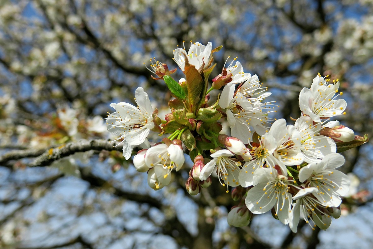 Wenn die Natur erwacht