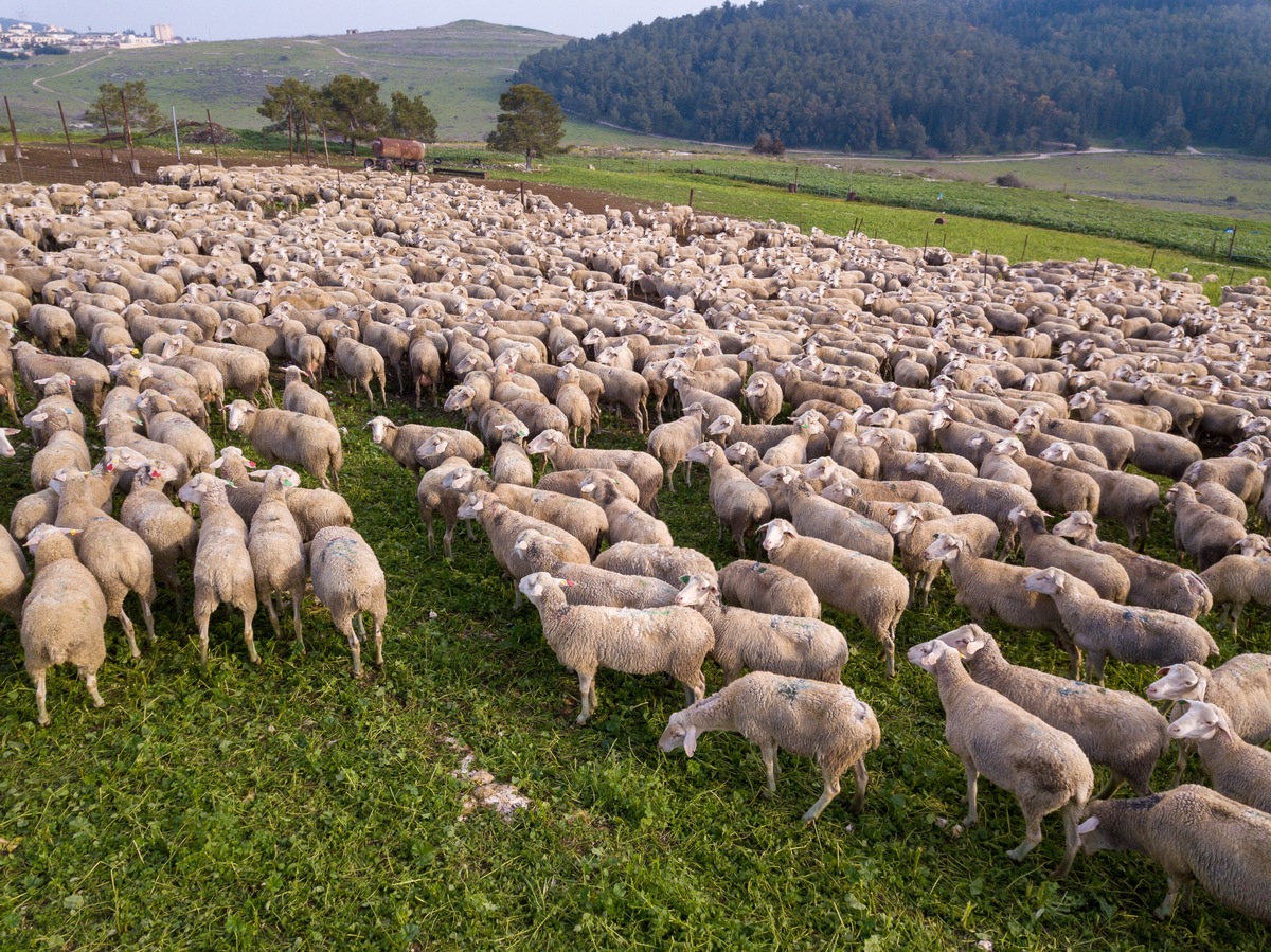 Boehringer Ingelheim bringt Impfstoff gegen das Blauzungenvirus Serotyp 3 auf den Markt