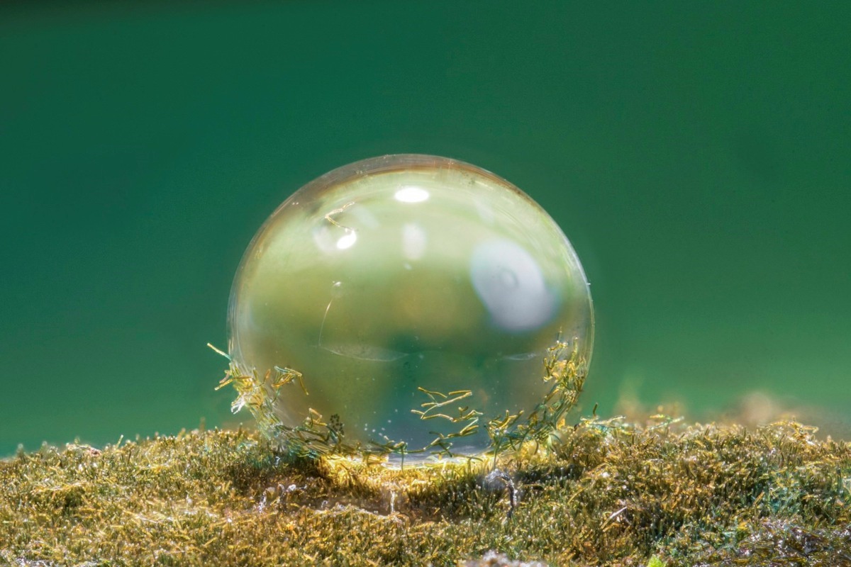 Wasserabstoßung erster Schritt zum Leben an Land vor einer Milliarde Jahren - Pressemitteilung der Universität in Koblenz