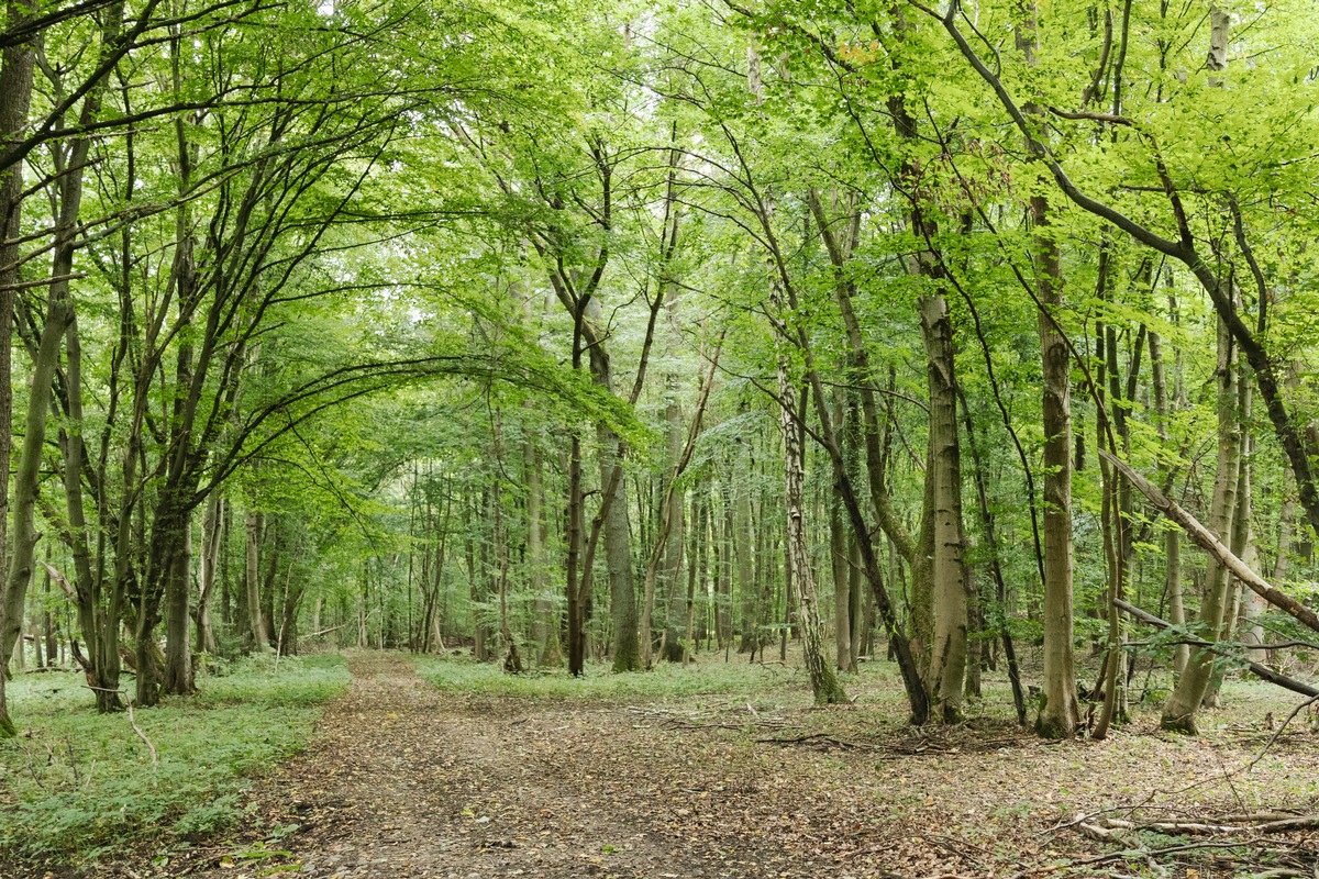 NABU, Naturschutzbund Deutschland e.V., Naturschutzbund Österreich und L&#039;Oréal Österreich Deutschland schaffen &quot;Wald der Zukunft&quot;