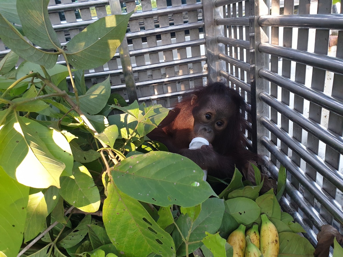 Orang-Utan-Baby in Sack gezwängt und auf Motorrad gepackt