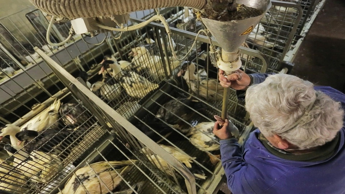 Ein haarscharfes Nein zum Stopfleber-Importverbot: In der Schweiz endet der Tierschutz an den Landesgrenzen