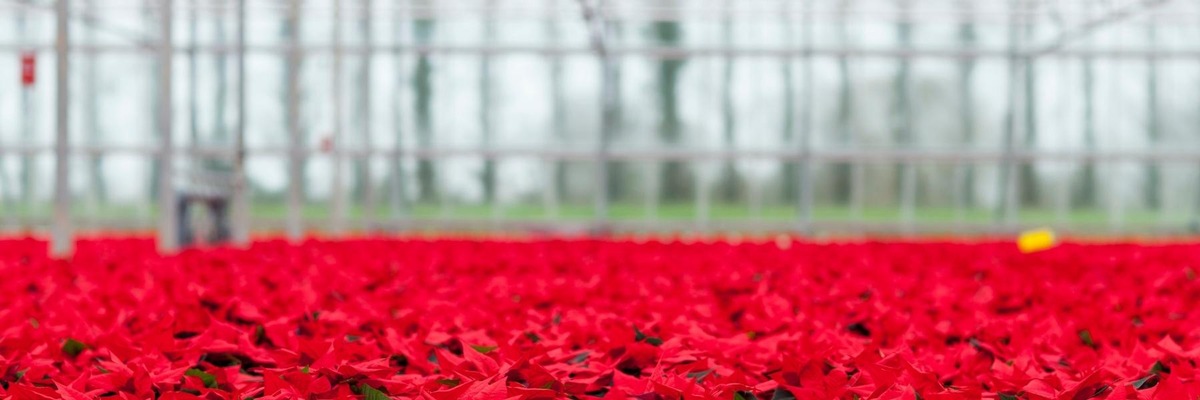 Umfrage für Weihnachtssternproduzenten: Erhebung zur Nachhaltigkeit in der Weihnachtssternproduktion