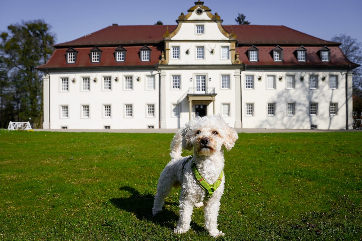 Wald &amp; Schlosshotel Friedrichsruhe:  Auf vier Pfoten unter fünf Sternen rundum verwöhnt