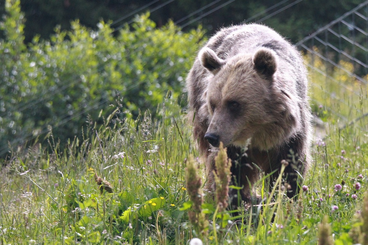 Première sortie pour l&#039;ourse Jamila à Arosa Terre des Ours