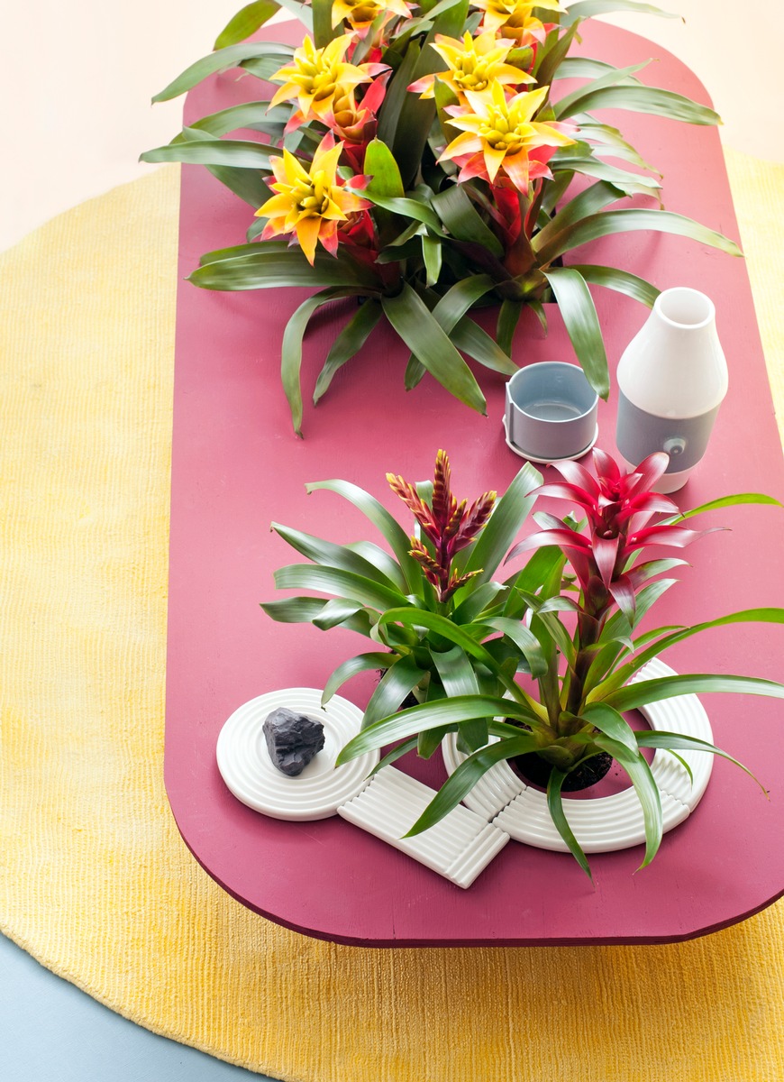 Bromelie ist Zimmerpflanze des Monats März / Tropenflair im Frühling mit Bromelien