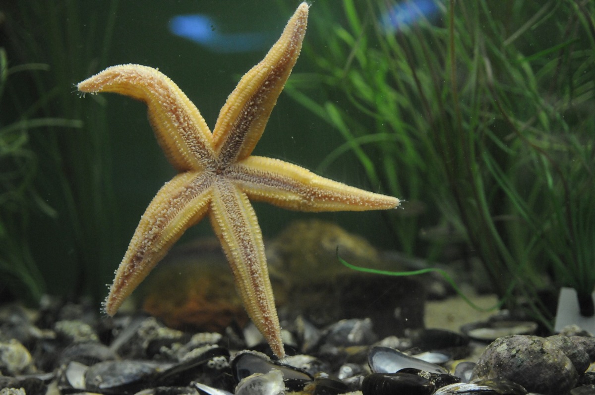 Krasse Kreaturen der Nordsee: Ein Besuch bei Blumentieren und fressenden Sternen in der Schutzstation Wattenmeer auf Föhr