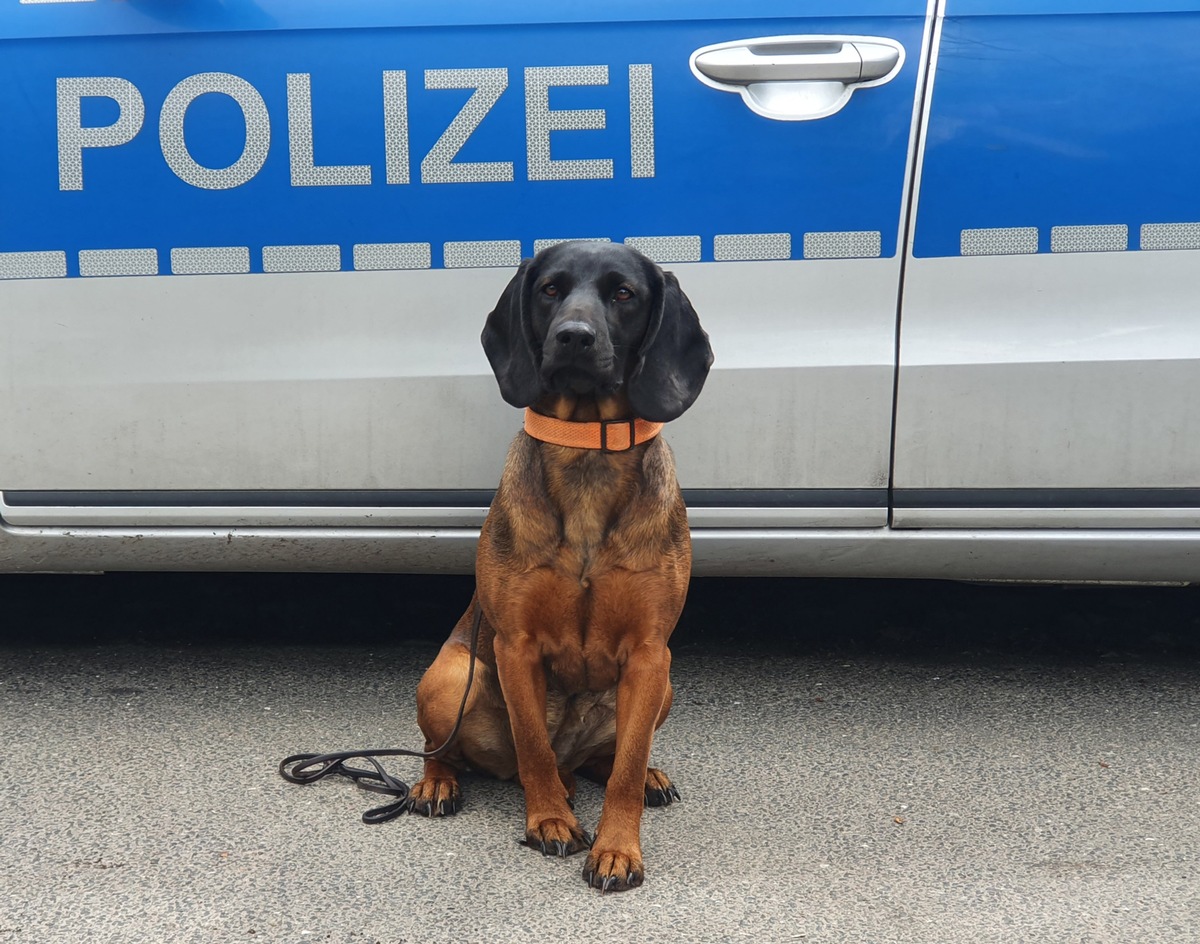 POL-HH: 220907-1. Aufmerksame Zeugin und Personenspürhund &quot;Abby&quot; überführen Autoknacker in Hamburg-Wellingsbüttel