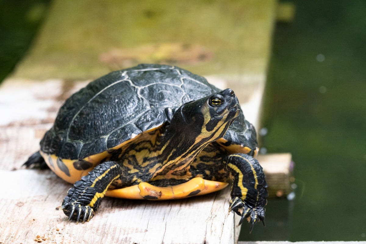 Was Heimtierhalter über invasive Arten wissen müssen