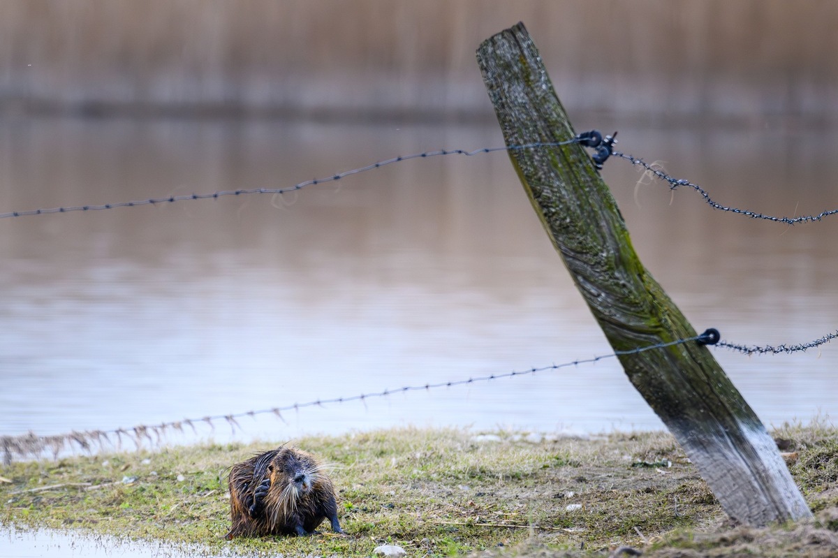 Nutria müssen im Interesse der Wasserwirtschaft konsequent bejagt werden