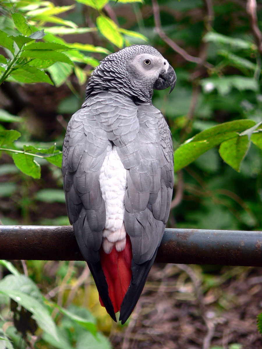 POL-PDLD: Landau - Dreister Diebstahl eines Graupapageien aus Landauer Zoo